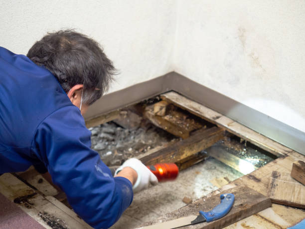 Best Professional Mold Removal  in Newtown Grant, PA