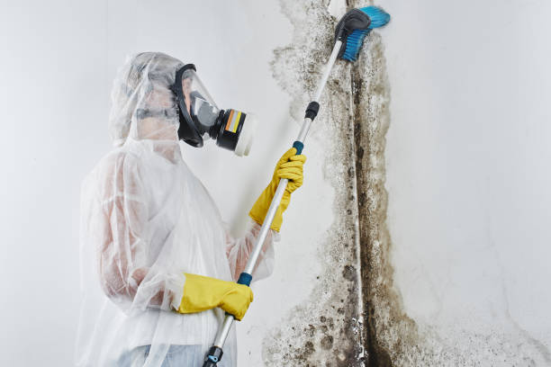 Best Black Mold Removal  in Newtown Grant, PA