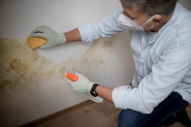 Best Mold Cleaning Services  in Newtown Grant, PA