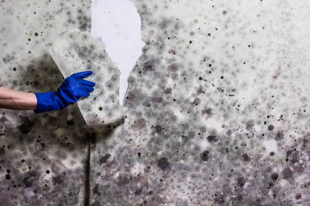 Best Residential Mold Removal  in Newtown Grant, PA