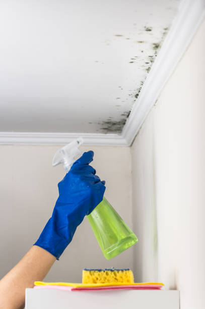 Best Fast Mold Removal  in Newtown Grant, PA
